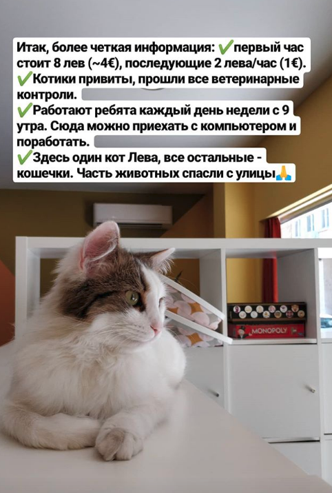 Коткотека в Софии