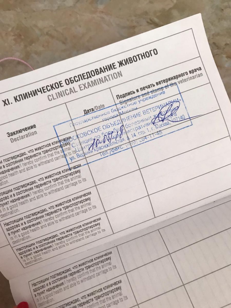 Клиническое обследование животного
